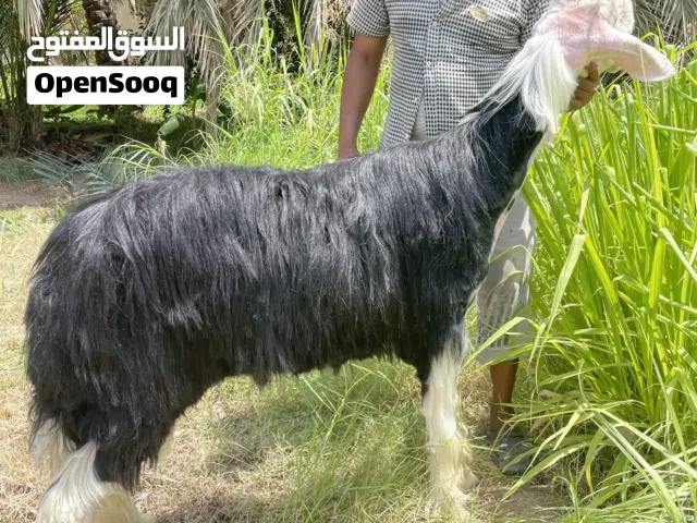 فحل نجدي صنف الصنف فاخر جدا عينك ميزانك ضخم جدا جدا تبارك الرحمن
