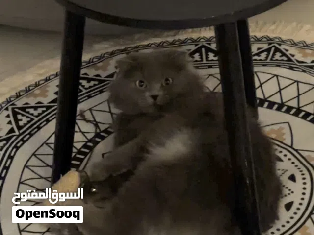 قط ذكر سكوتش بريطاني معقم