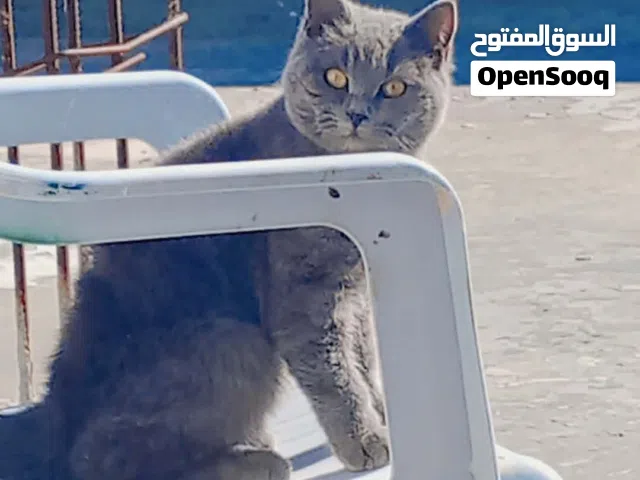 قط للبيع نوع سوكش