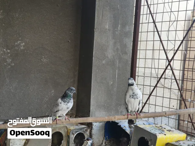 6 طيور تور لزوج