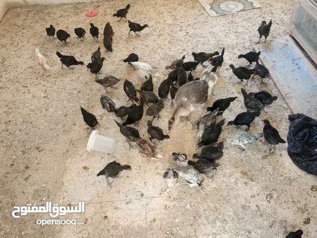 فرحات بلدي للبيع العمر 60يوم