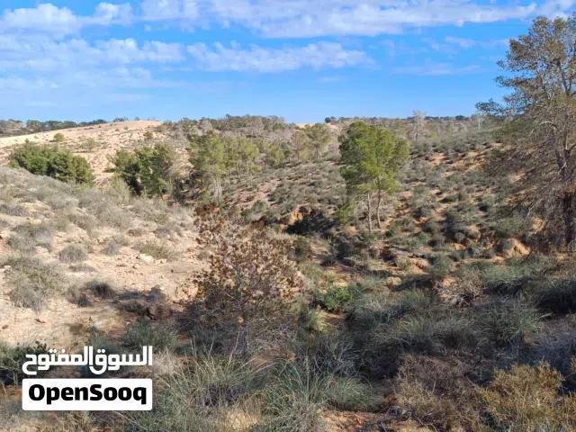 سمان جامبو عمر 45يوم سمين يدحي