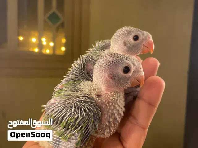 للبيع فروخ دره الاخضر