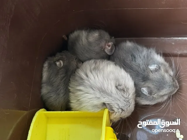هامستر روسي