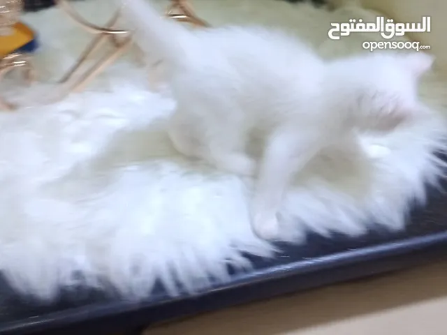 قطه ميكس صغيره بيضاء اللون Kitten بصحه ونظافته ماخده جميع المطاعيم متعوده عاللتر بوكس ودراي فوود