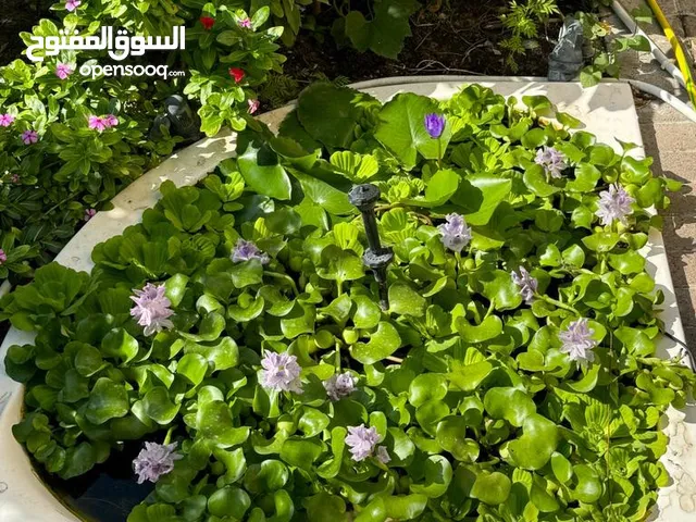 WATER HYACINTH / WATER LILY