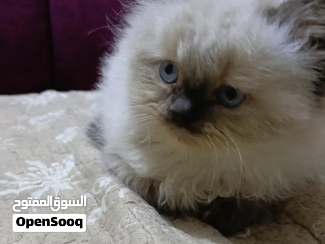 قط ذكر للبيع