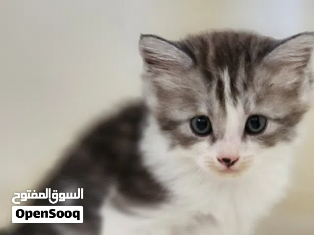 kitten for sale