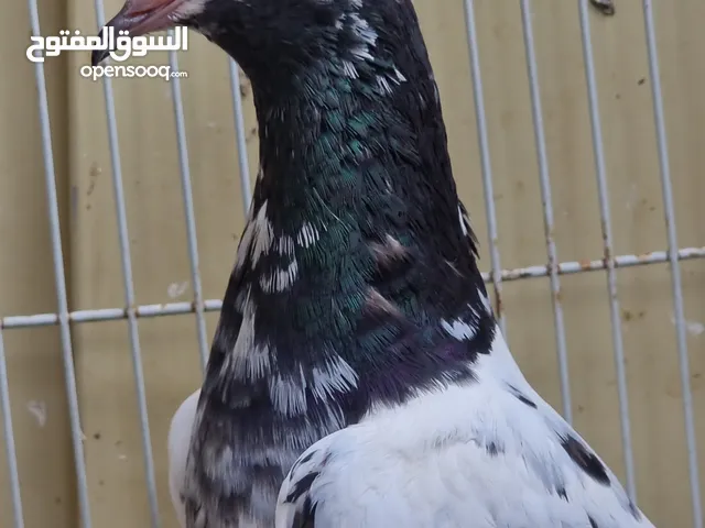 Pakistani high flying pigeon