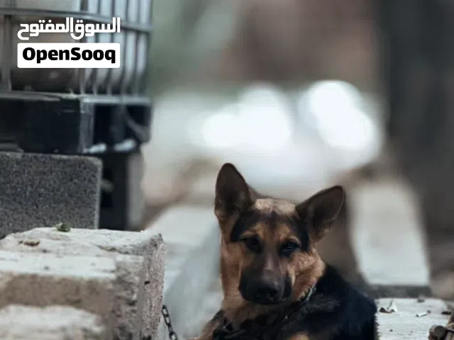 جيرمن شيبرد للبيع