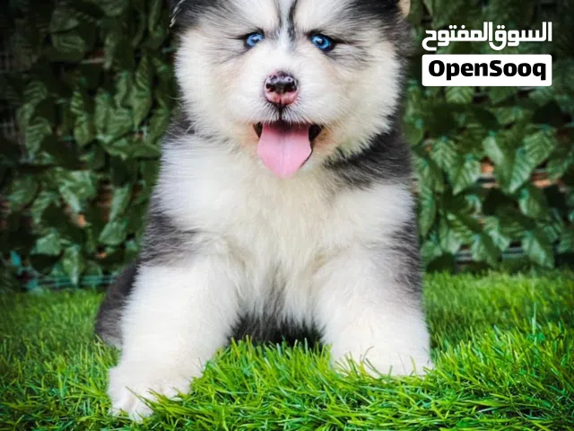 بيور هاسكي الاسكان مالموت