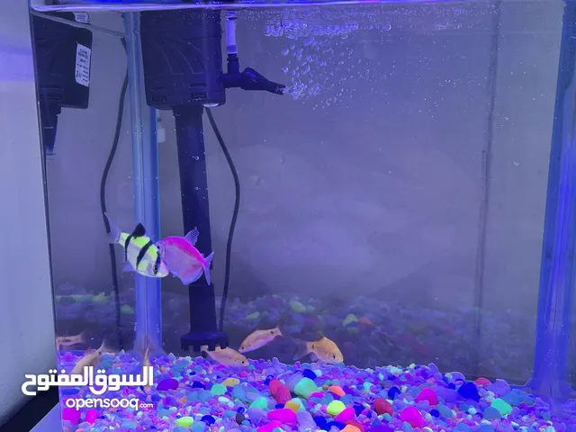 Beautiful and Fully-Equipped Fish Tank with Colorful Fish Filter System Oxygen Pump and Fish Food.