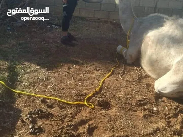 جزار متنقل لذبح الجمال والعجول والخراف و الماعز ذبح أضاحي بالمنزل