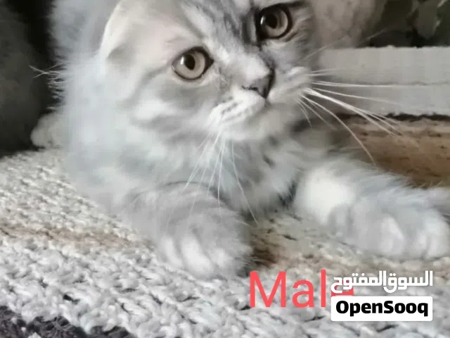 Scottish fold and Scottish straight قطط اسكوتش فولد واستريت