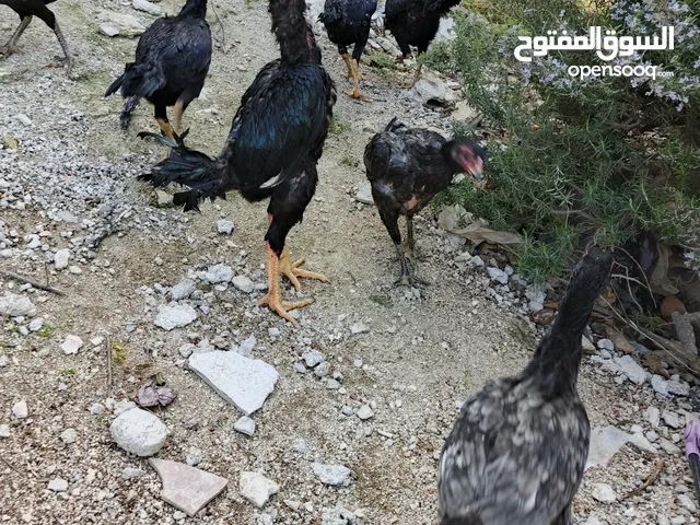موجود بيض باكستاني مخصب ان شاء الله