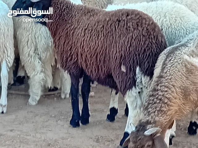 خرفان وطنيه للبيع