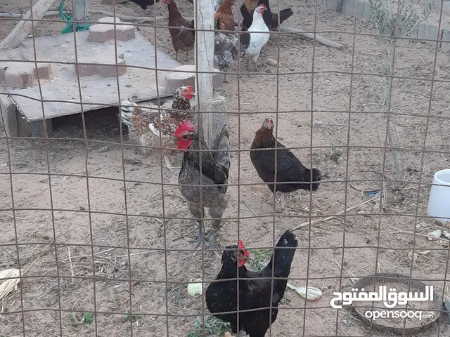 14دجاجه وديك