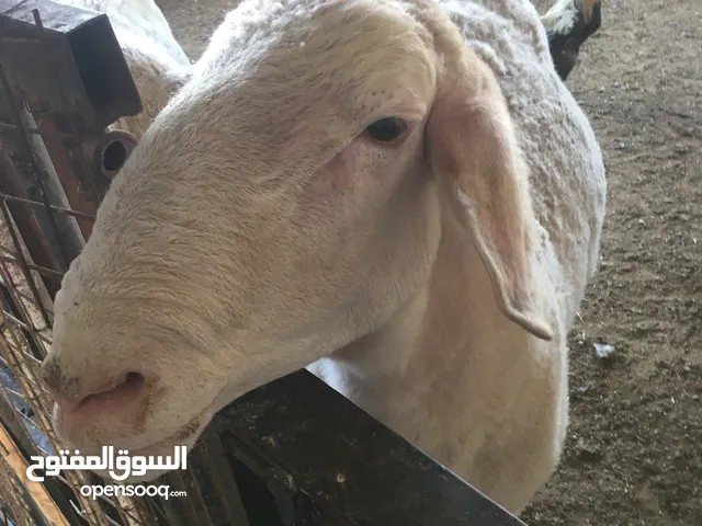 غنم عسافي اصلي