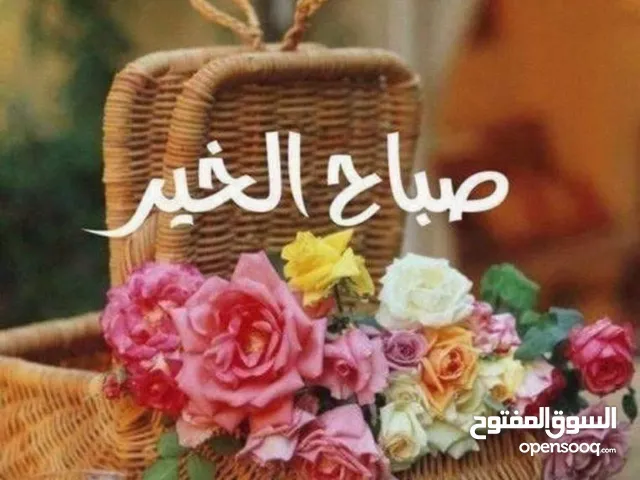 جوز هاسكي سعر حرق لحق حالك ذكر وأنثى اقرا الوصف