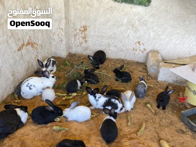 أرنب لي بيع