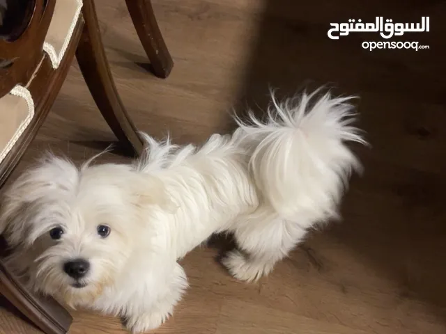 كلبه انثى مالتيز لعوبه جداً واليفه مع الاطفال