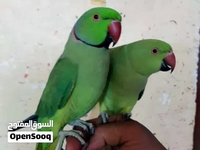 زوج بغبغاء دره مناسبات وقابل لمراوس أقره الوصف