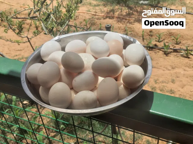 دجاج عربي من الأرض العدد 30 فيهم 4 فراريج