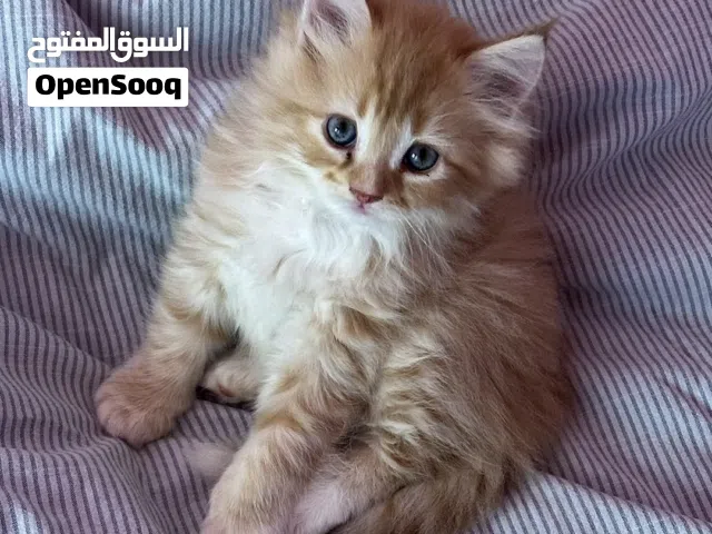 قطة صغيرة شيرازية