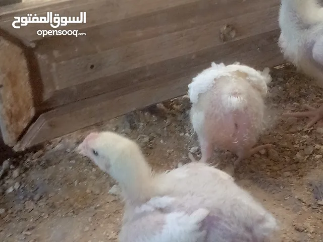 صوص لاحم نوع روس مطعم سعر 35قرش