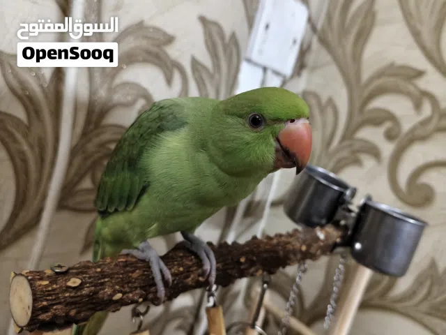 ببغاء (متوه) مع قفص كبير  واستاند فخم