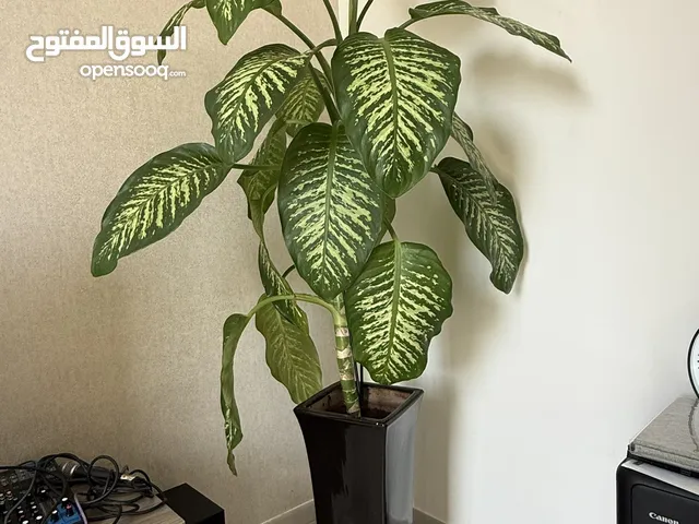 Big Indoor Real Plant