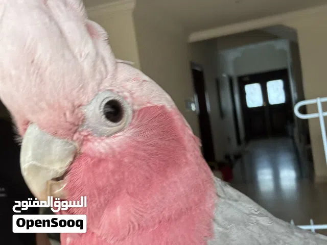 Cocato Gala Gala Parrot
