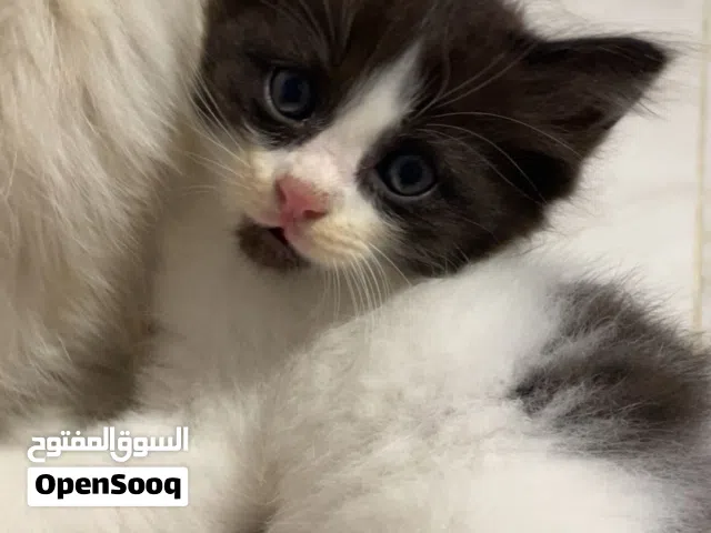 3 قطط للبيع صفقه اذا كنت تحب تربيه القطط اقري الوصف تحت