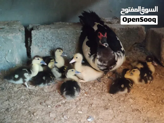 مطلوب بط او دجاج او وز يكون في زليتن اقرا لوصف