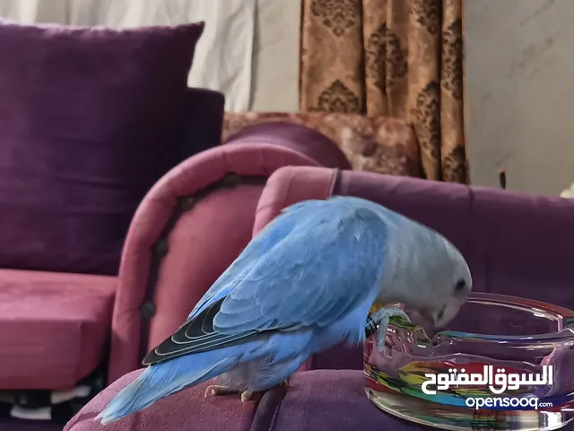 طير روز انثى اليفه لابعد الحدود طيران حر