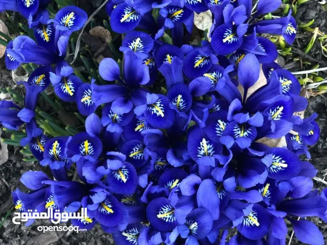 gardener .gardener I am professional gardener .if you want gardening service please contact me