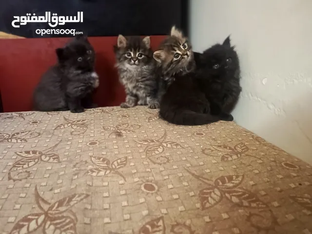 كيتن هملايا