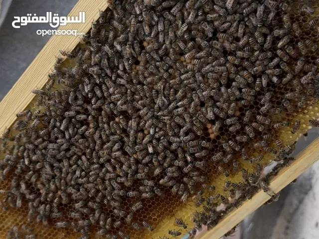 خلية نحل للبيع تربية