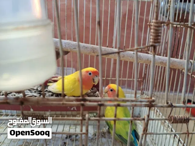 روز اصفر للبيع