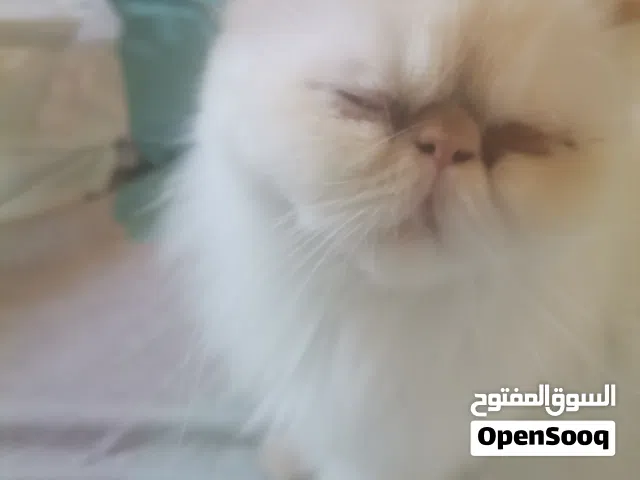 قطه بوينت اورانج