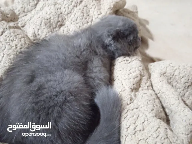 سكوتش فولد