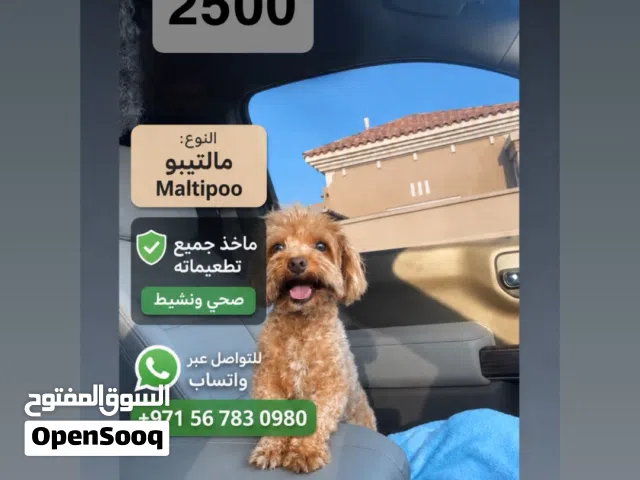 كلب مالتيزو