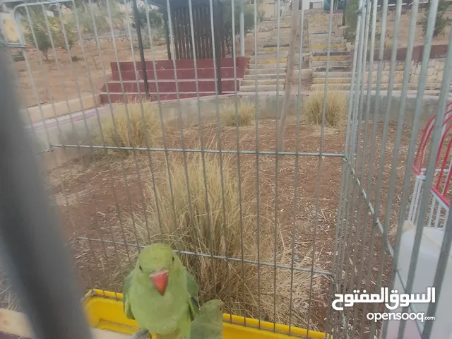 ببغاء الدره لا بيع