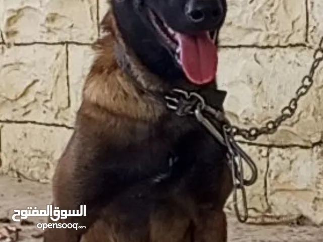 جيرمان بلجم بيور