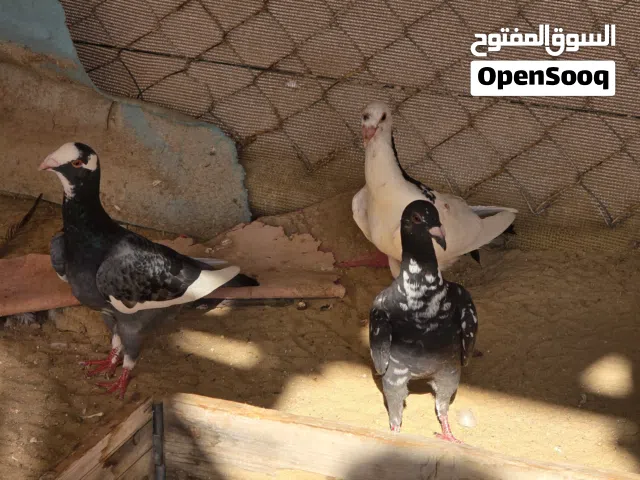 طيور حمام شامي