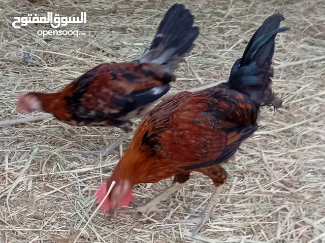 دجاج عماني أصيل