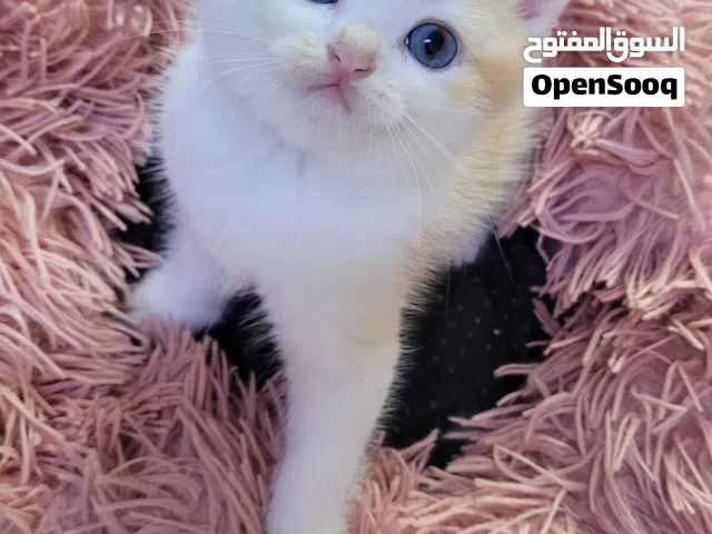 سكوتيش ستريت