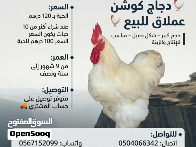 دجاج كوشن العملاق