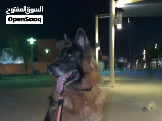كلب جيرمن لونق هير لعوب و مدرب و يسمع الكلام