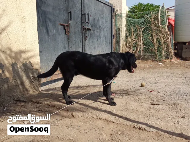 الكلاب البردور